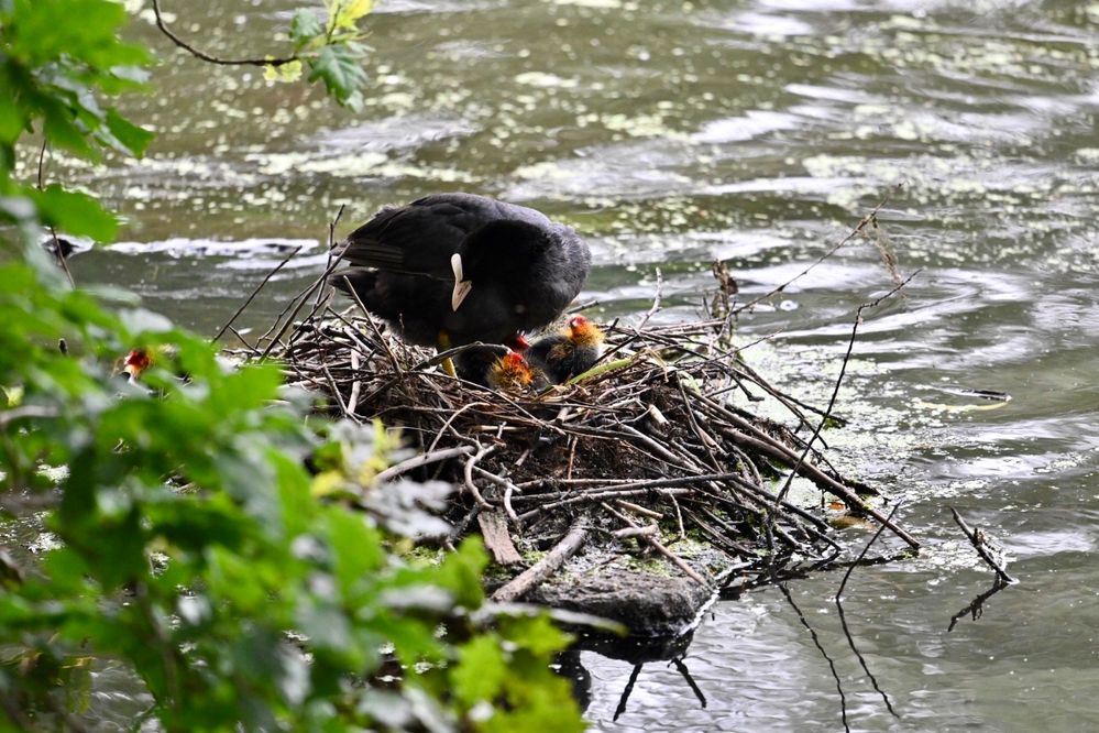 Blässralle im Nest