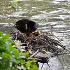 Blässralle im Nest