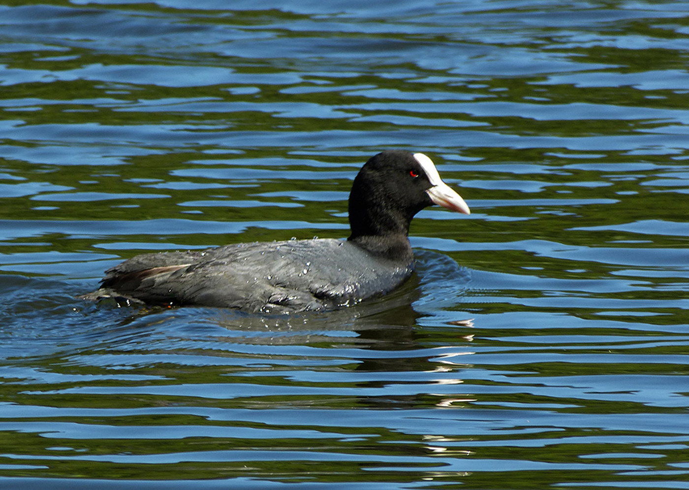 Blässralle in der Frühlingssonne Foto & Bild tiere, wildlife, wild