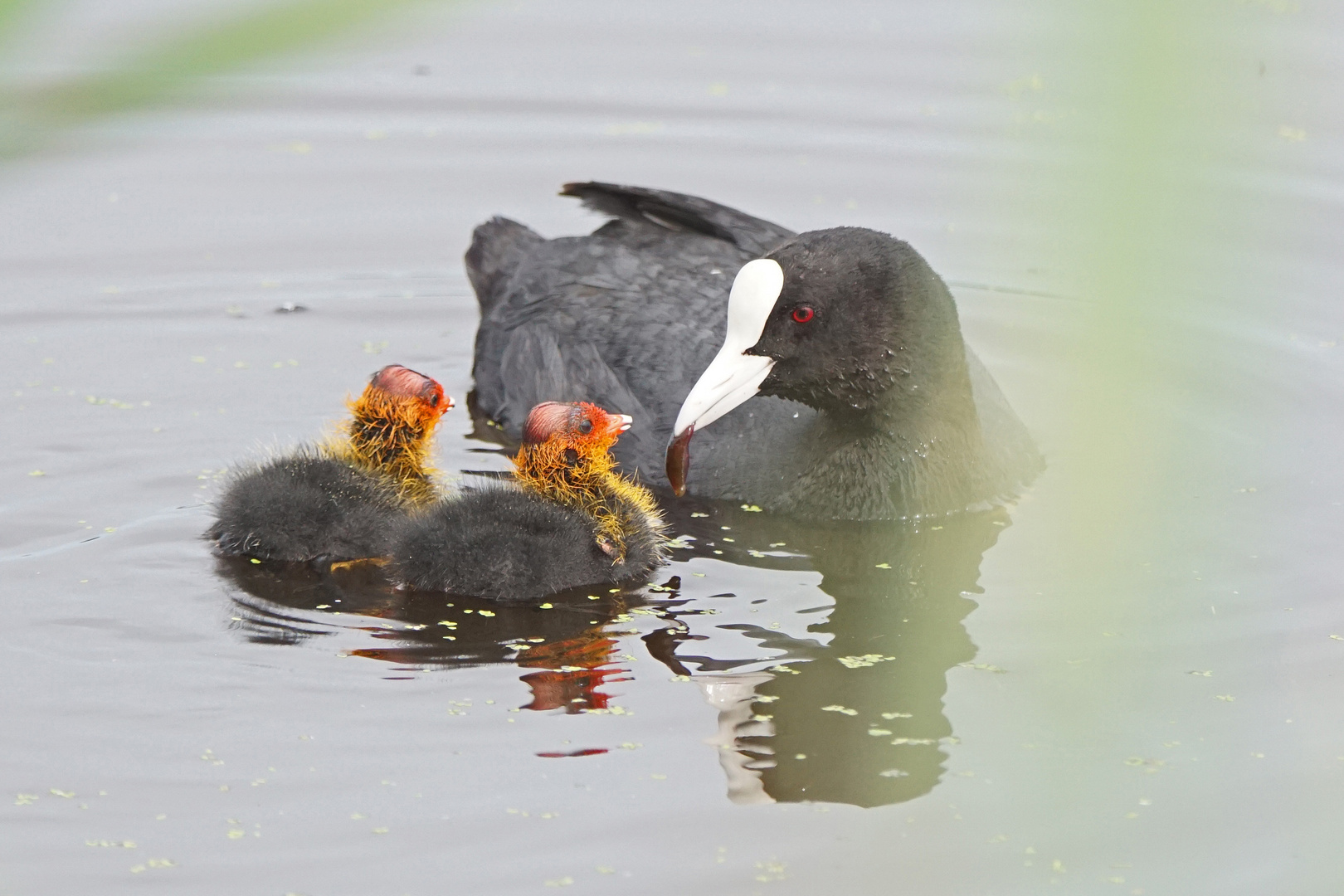 Bläßralle mit Jungen (Fulica atra)