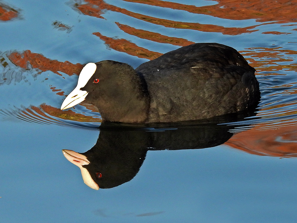 Blässralle mit Spiegelbild