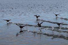 Bläßrallen-Geschwader