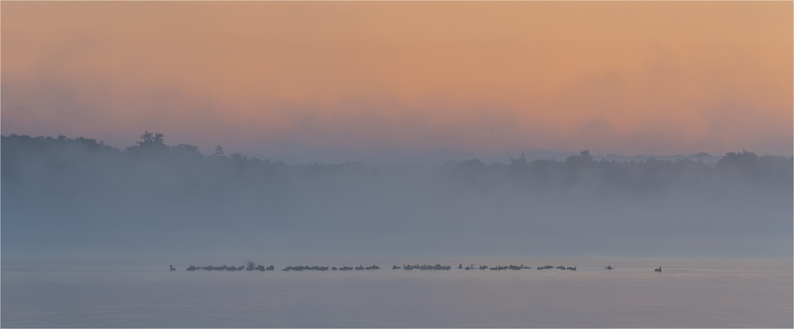 … Blässrallen im Morgennebel …