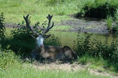 Blässwild