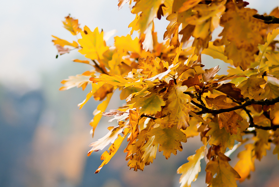 Blätter am Baum