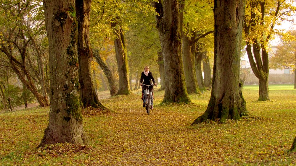 Blätter am Baum - kaum