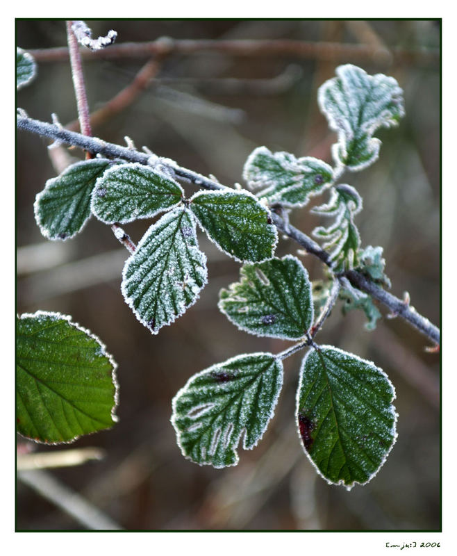 Blätter am Morgen im Winter