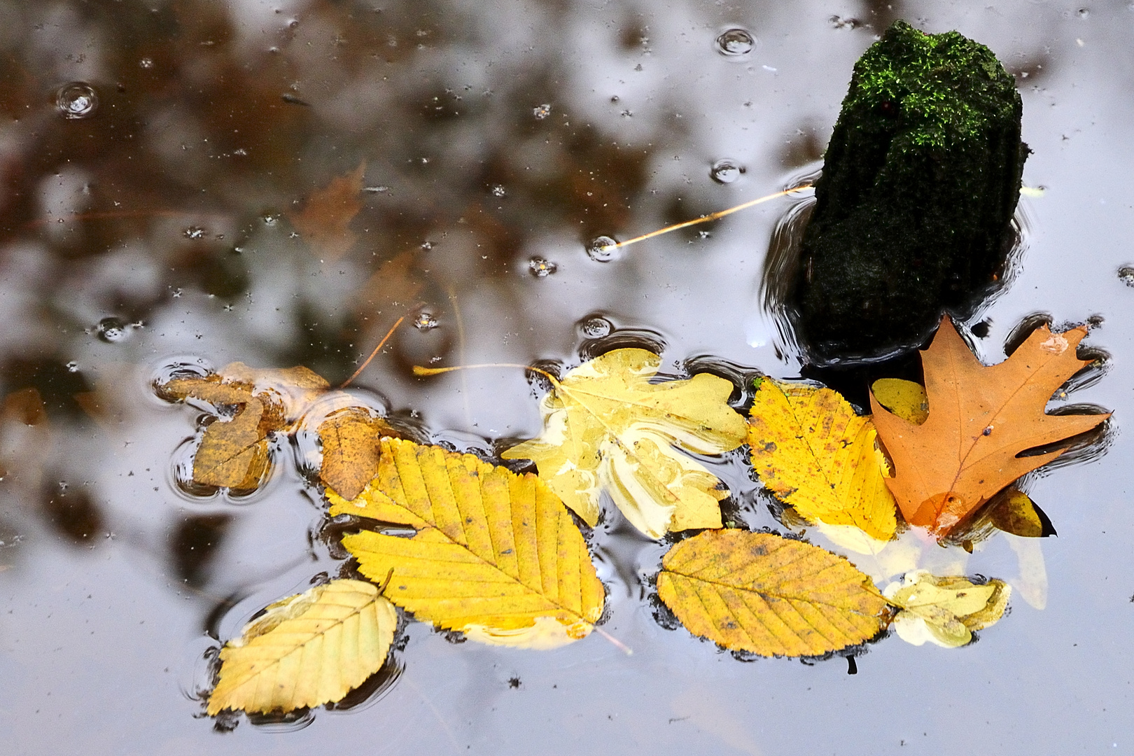 Blätter auf dem Teich Foto & Bild teich, natur, herbst Bilder auf