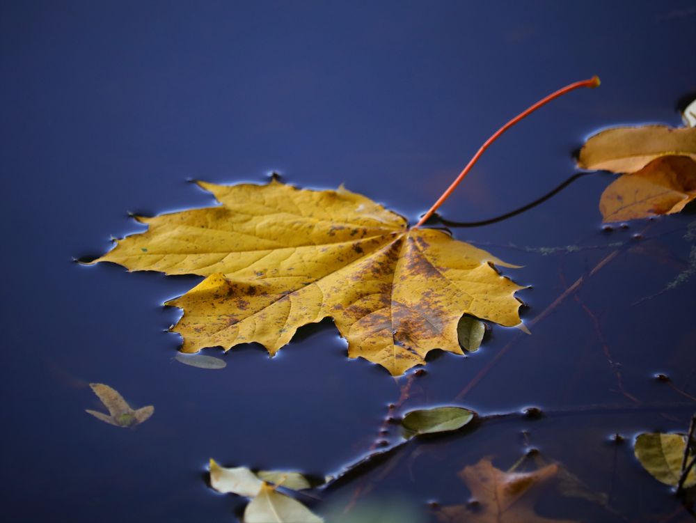 Blätter auf dem Teich Foto & Bild landschaft, projekte, bach, fluss