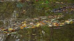 Blätter auf dem Wasser