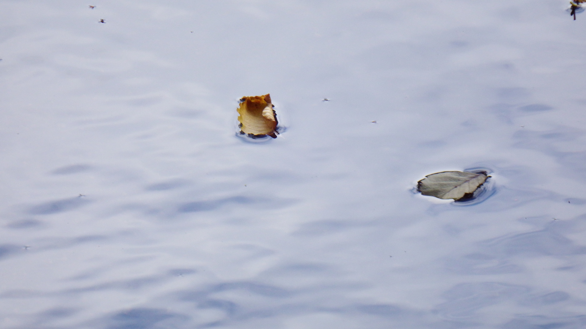 Blätter auf dem Wasser