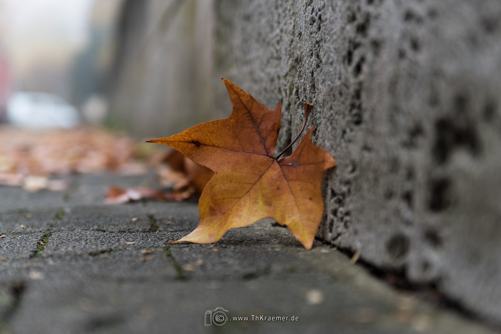 Blätter auf der Straße D75_2219