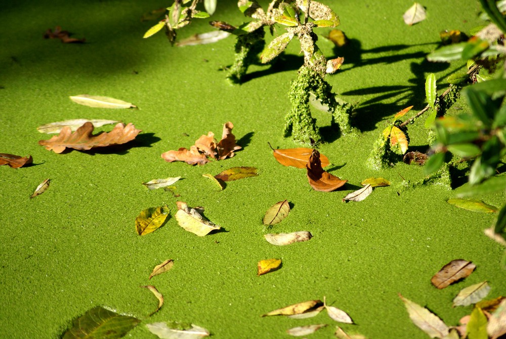 Blätter auf einem Teich