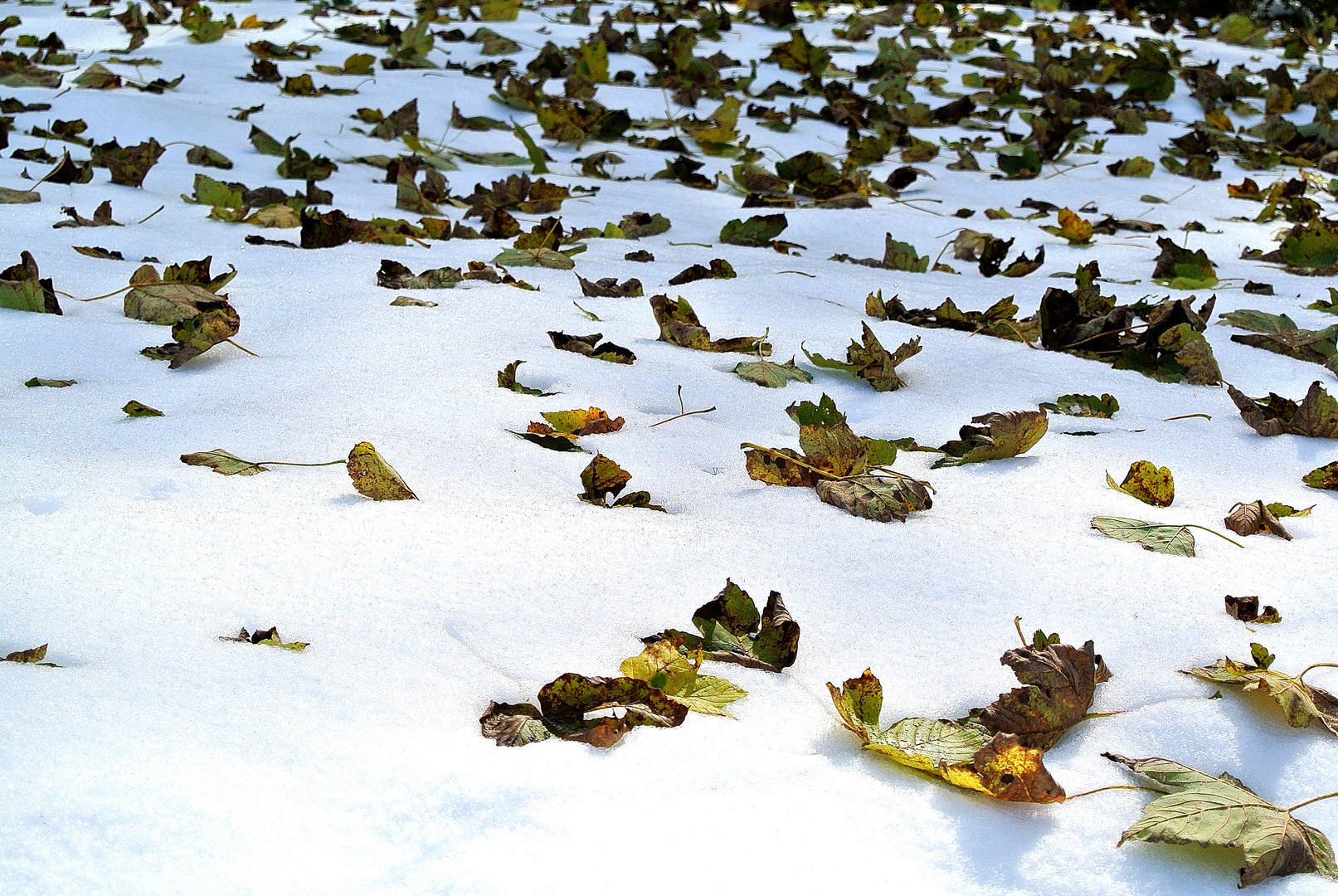 blätter auf schnee