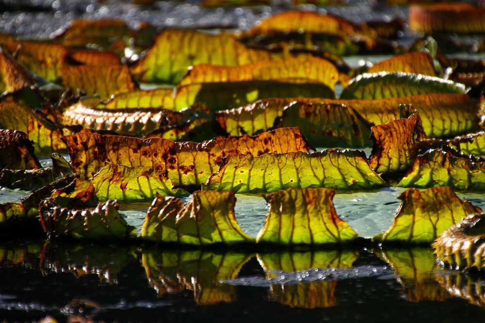 Blätter auf Seerosenteich im Herbstgewand