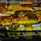 Blätter auf Seerosenteich im Herbstgewand