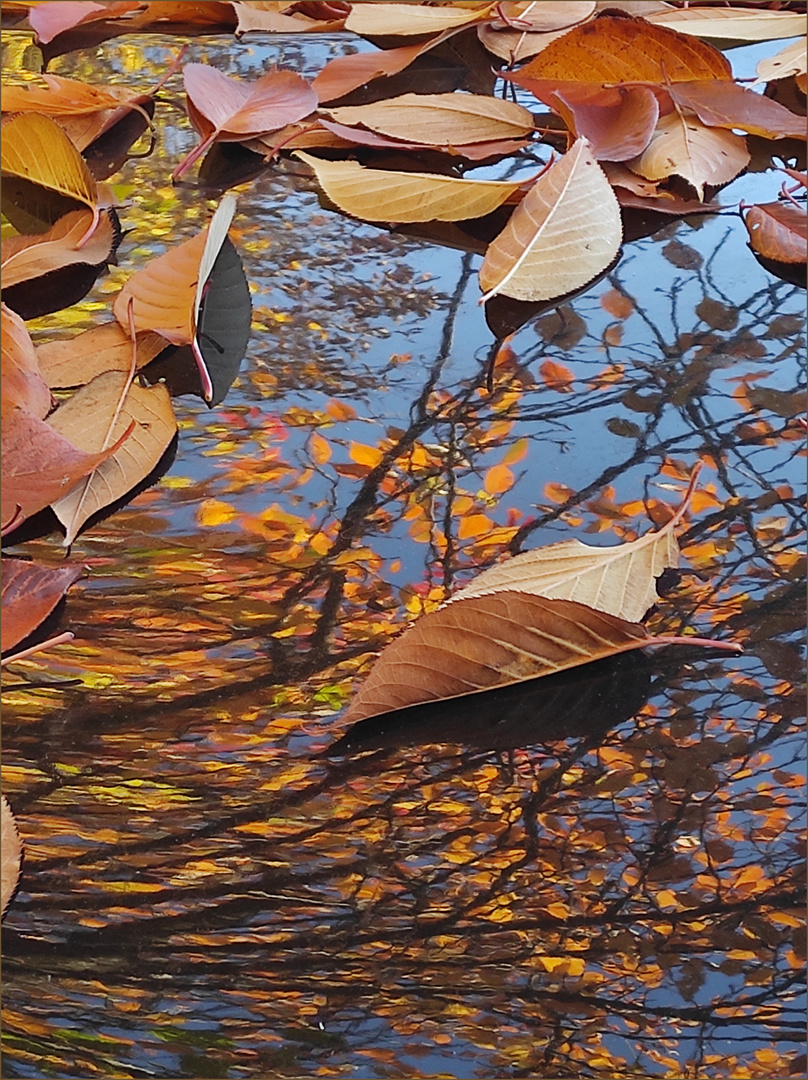 Blätter auf Wasser