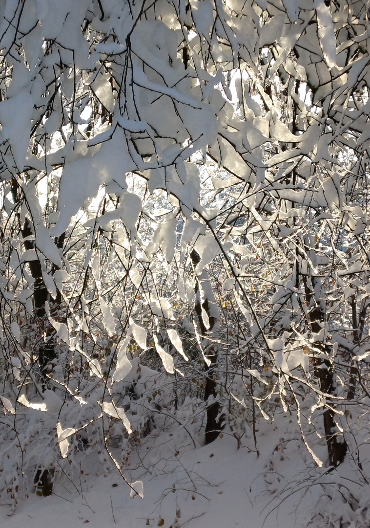 Blätter aus Schnee!