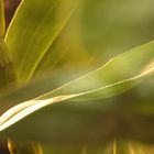 Blätter Bambusorchidee