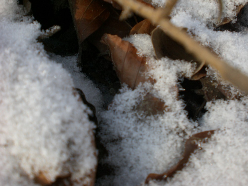 Blätter bedeckt vom Schnee