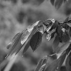Blätter bei Regen