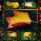 Blätter Collage 