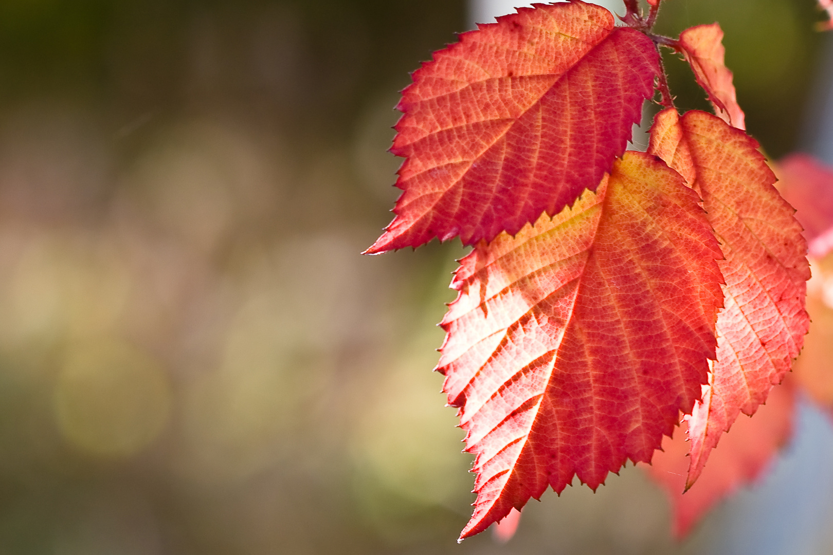 Blätter der Brombeere im Herbst