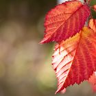 Blätter der Brombeere im Herbst