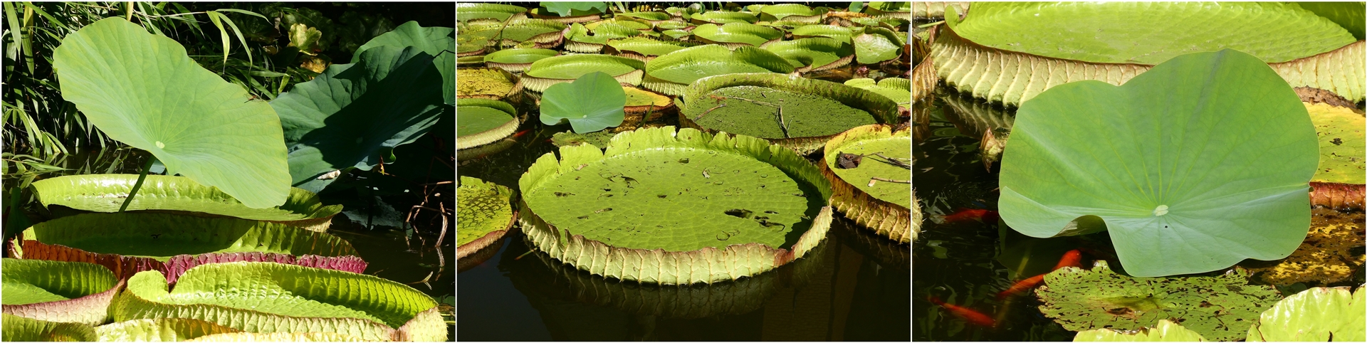 Blätter der Lotusblume Victoria ....