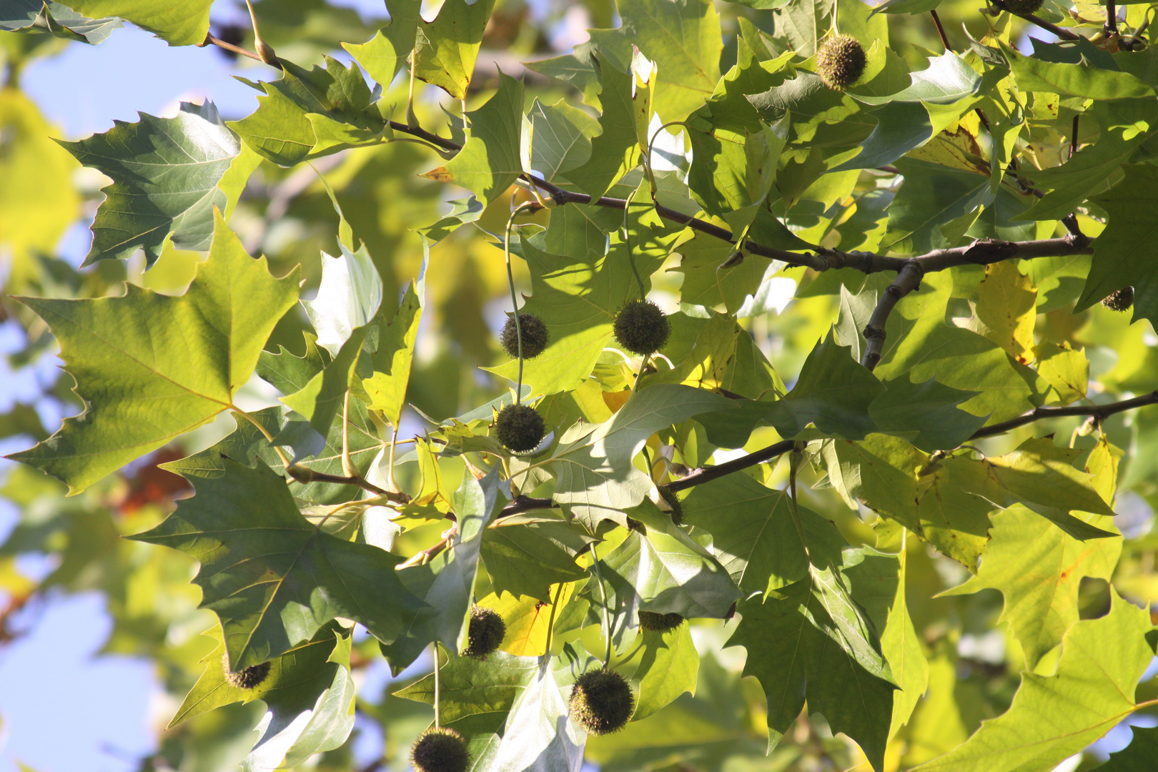 Blätter der Platane Foto & Bild pflanzen, pilze & flechten, bäume