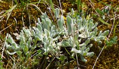 Blätter der Sand-Strohblume