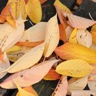 Blätter der Vogelkirsche