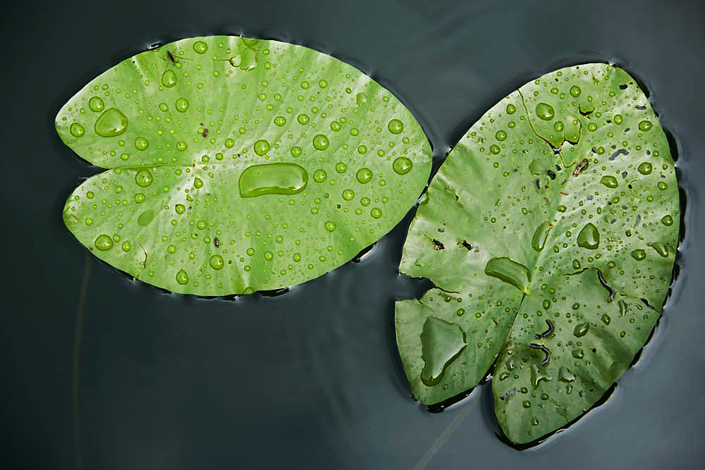 Blätter der weissen Seerose Nymphaeaceae