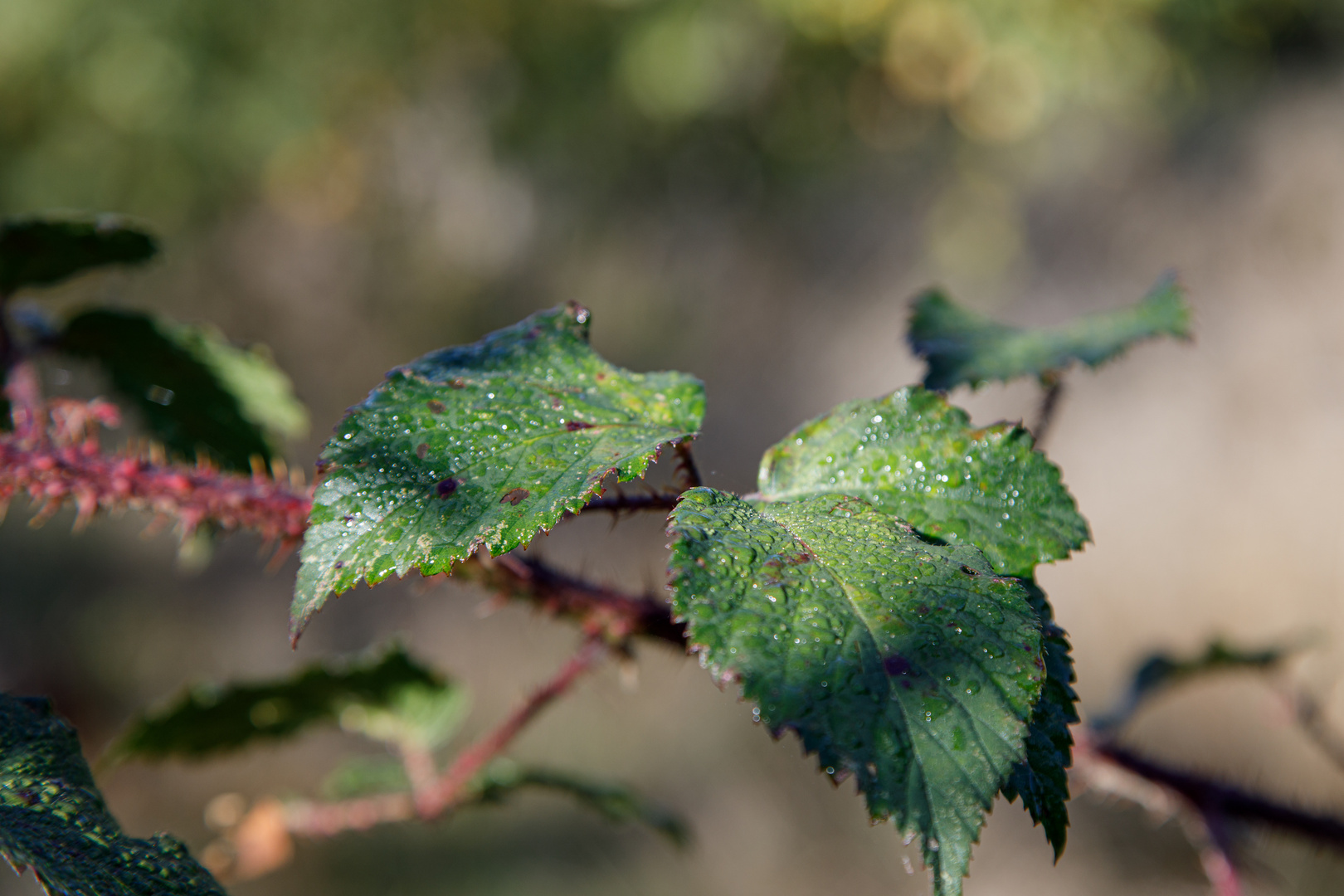 Blätter der wilden Brombeere