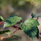 Blätter der wilden Brombeere