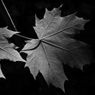 Blätter des Ahorns in schwarz-weiss