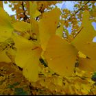 Blätter des Ginkgobaum