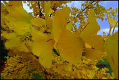 Blätter des Ginkgobaum