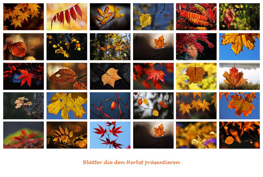 Blätter, die den Herbst bedeuten.......