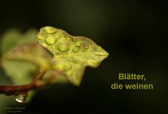 Blätter, die weinen 