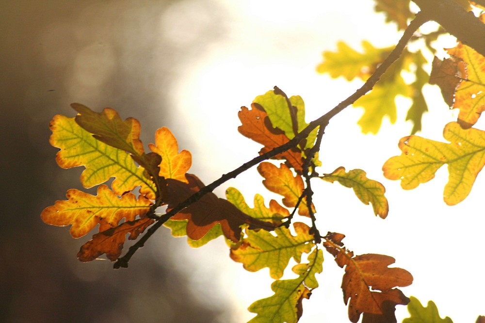 Blätter einer Eiche im Herbst