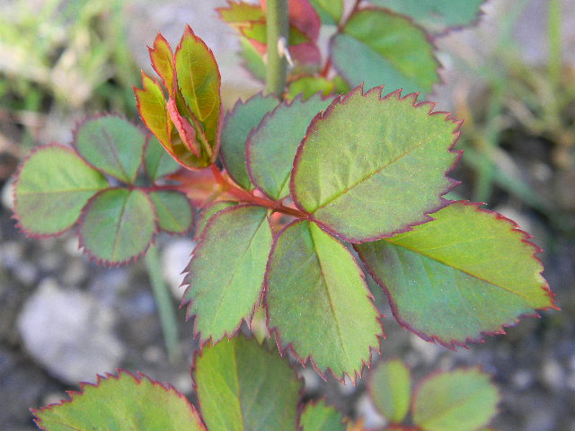 Blätter einer Rose