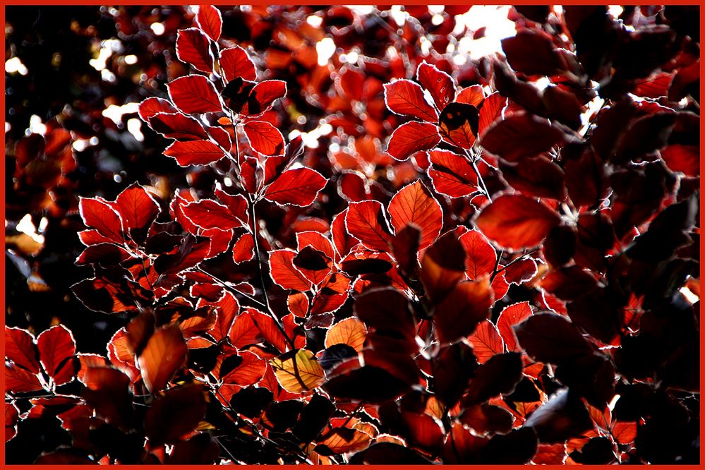 Blätter einer Rotbuche im Sonnenlicht