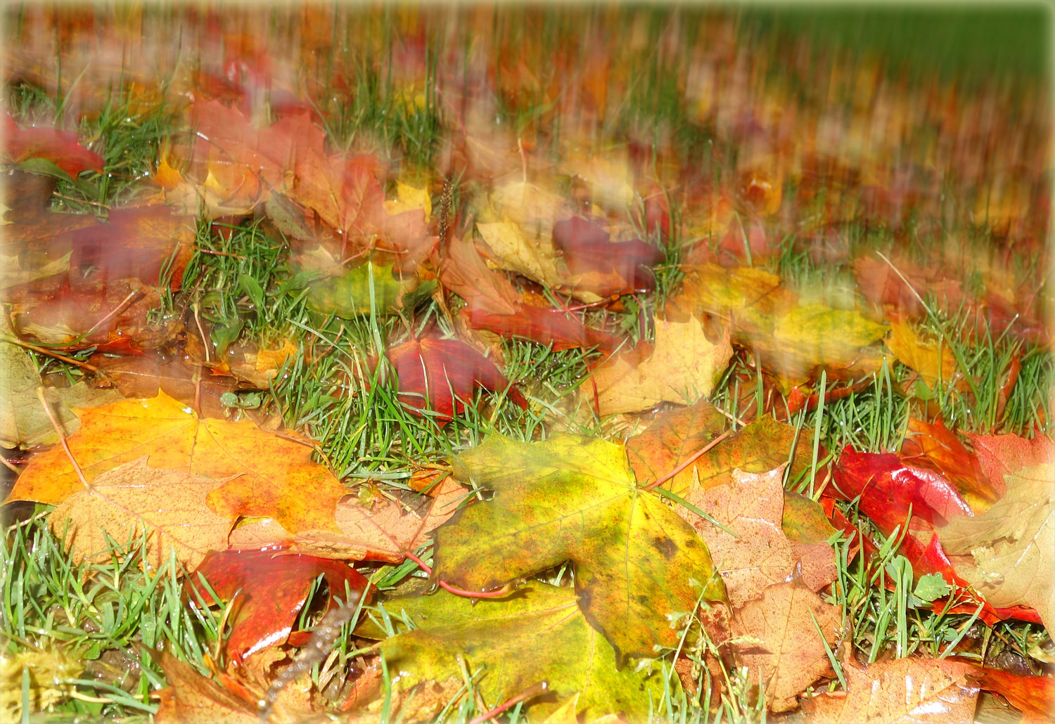 Blätter fallen bunt...