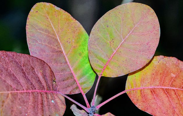 Blätter Form Farben
