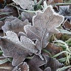 Blätter gefroren