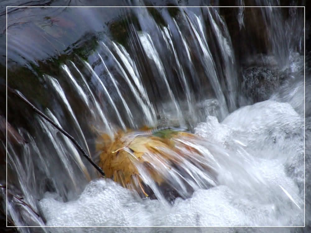 Blätter gegen das Wasser