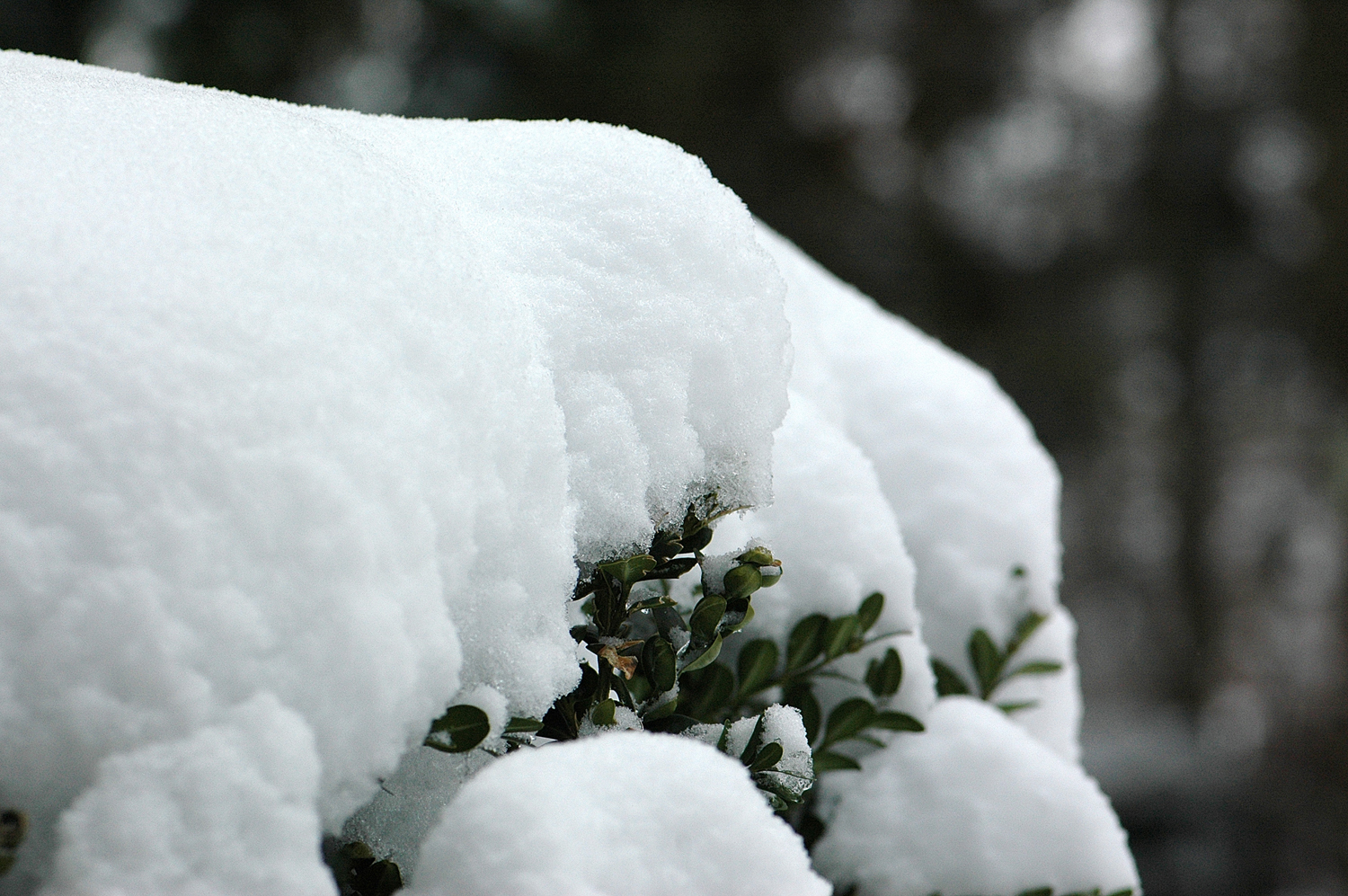 Blätter gegen Schnee... Wer macht das Rennen?