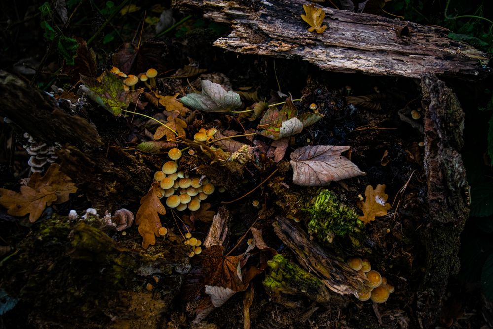 Blätter, Holz und Pilze.