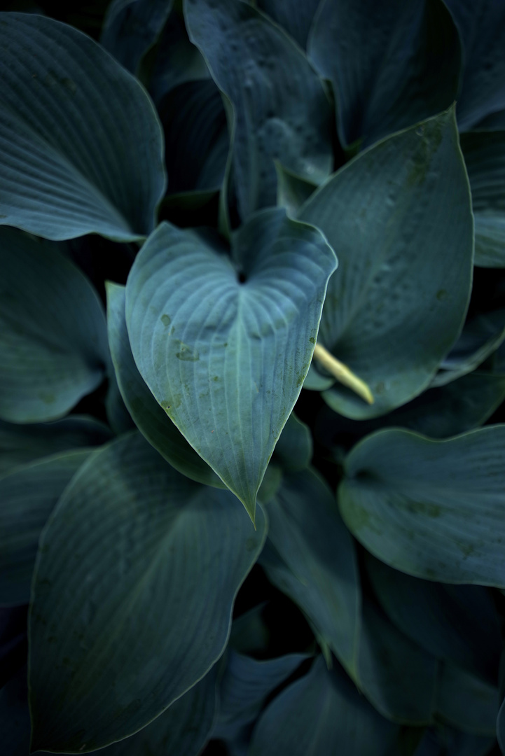 Blätter (Hosta)